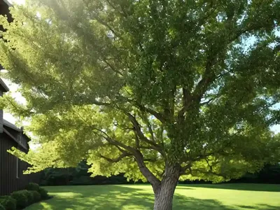 Bur Oak (Quercus Macrocarpa)