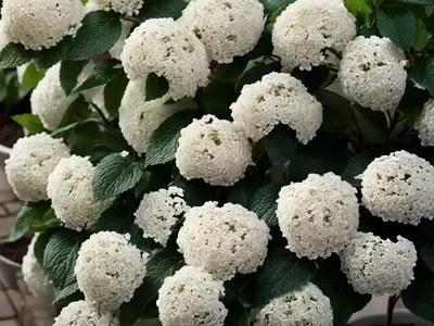 Burkwood Viburnum (Viburnum  X  Burkwoodii)