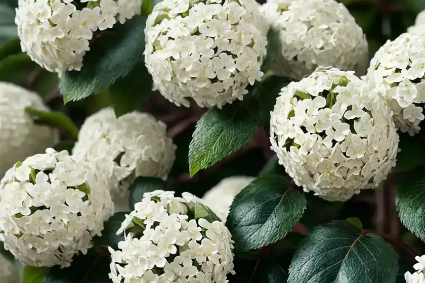 Burkwood viburnum (viburnum x burkwoodii ‘conoy’) — photo 3