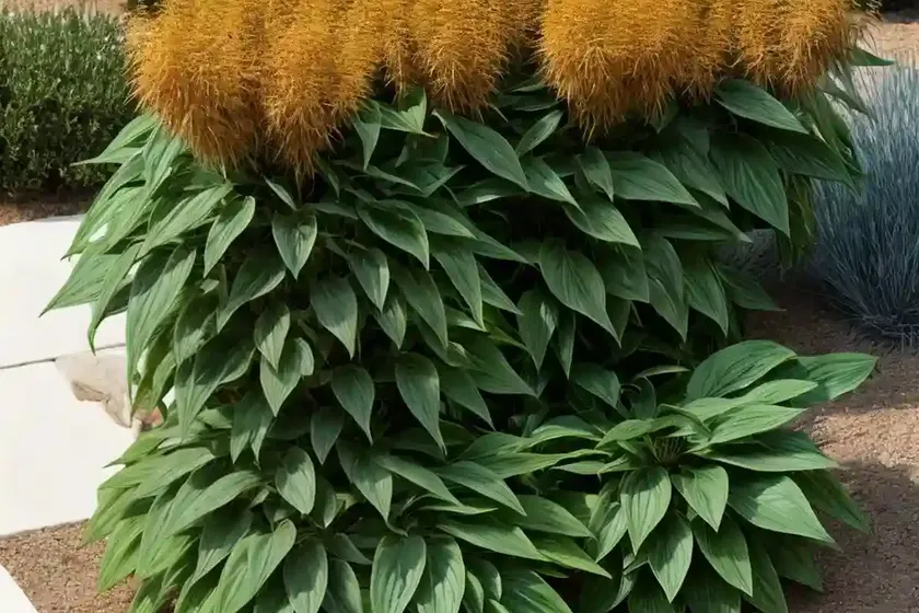 Burning bush (bassia scoparia f. trichophylla) — photo 2