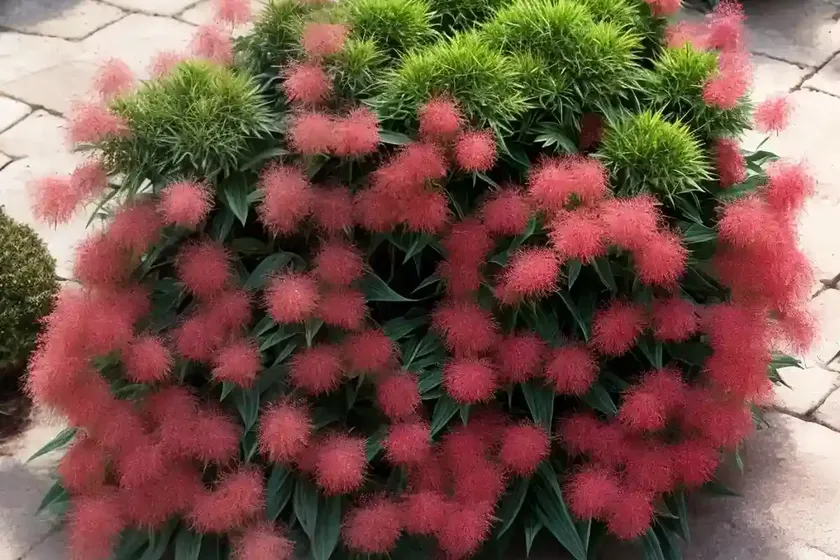 Burning bush (bassia scoparia f. trichophylla) — photo 3