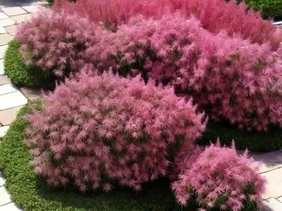 Burning Bush (Bassia Scoparia F. Trichophylla)