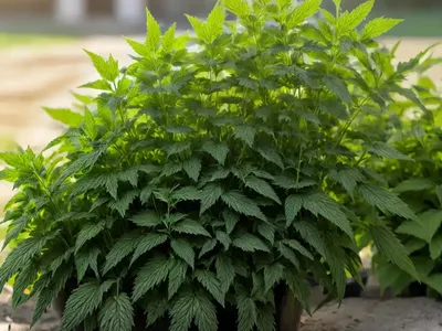 Burning Nettle (Urtica Urens)