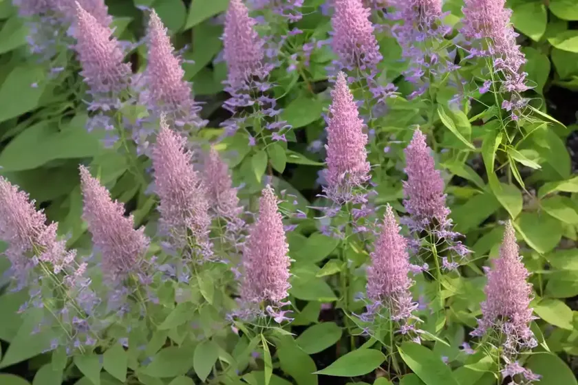 Bush clover (lespedeza bicolor ‘little buddy’) — photo 2