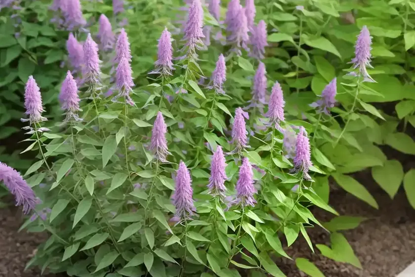 Bush clover (lespedeza bicolor ‘little buddy’) — photo 3