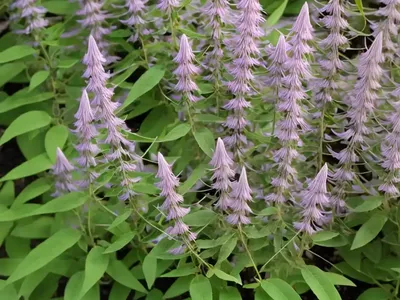 Bush Clover (Lespedeza Bicolor ‘Little Buddy’)