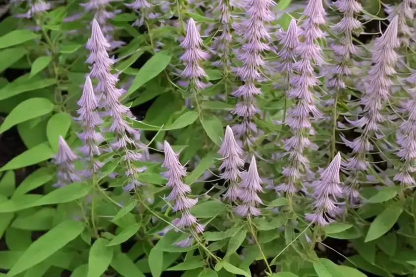 Bush clover (lespedeza bicolor ‘little buddy’)