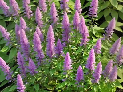 Bush Clover (Lespedeza Capitata)