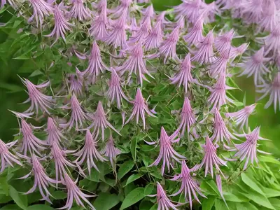 Bush Clover (Lespedeza Japonica)