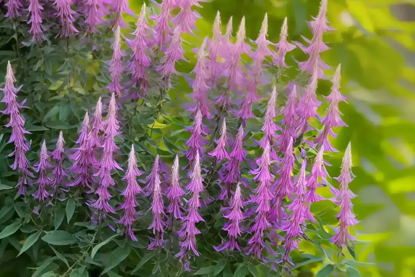 Bush clover (lespedeza thunbergii) — photo 2