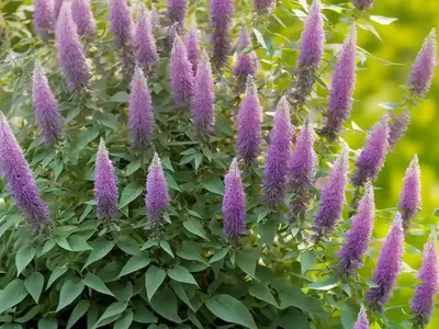 Bush Clover (Lespedeza Thunbergii)