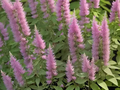 Bush Clover (Lespedeza Thunbergii ‘Gibraltar’)