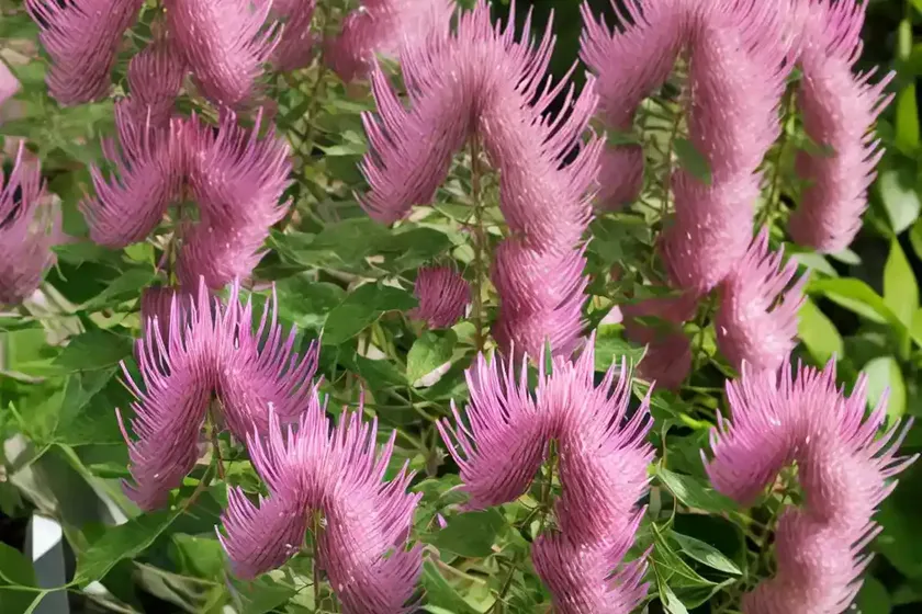 Bush clover (lespedeza thunbergii ‘pink cascade’) — photo 2