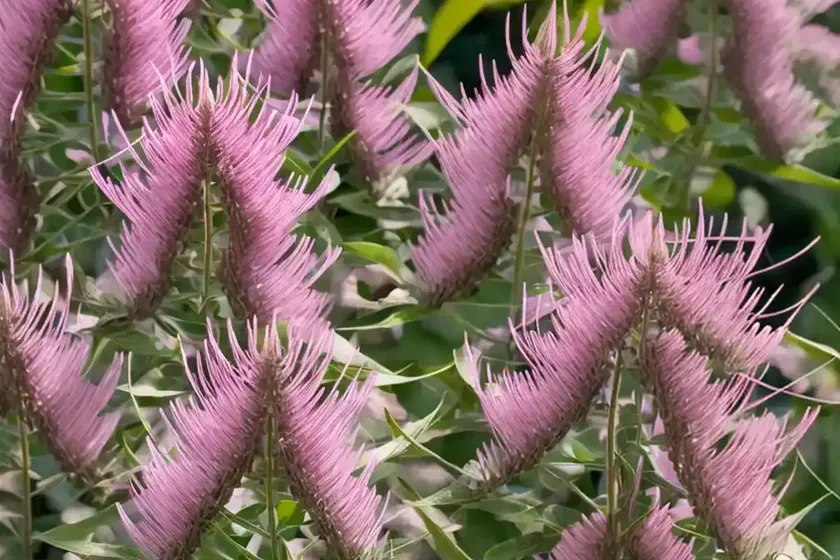 Bush clover (lespedeza thunbergii ‘pink cascade’) — photo 3