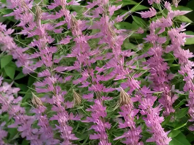 Bush Clover (Lespedeza Thunbergii ‘Pink Cascade’)