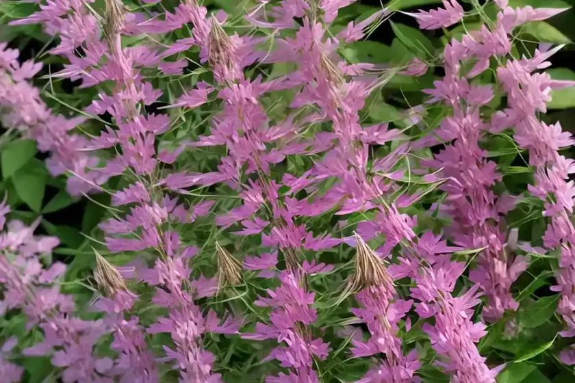 Bush clover (lespedeza thunbergii ‘pink cascade’)