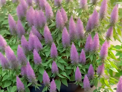 Bush Clover (Lespedeza Thunbergii ‘Samidare’)