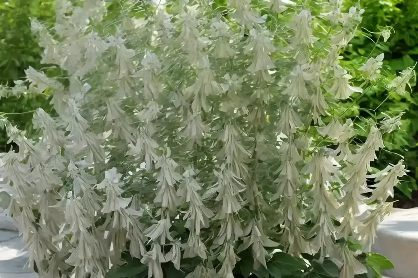 Bush clover (lespedeza thunbergii ‘white fountain’) — photo 2