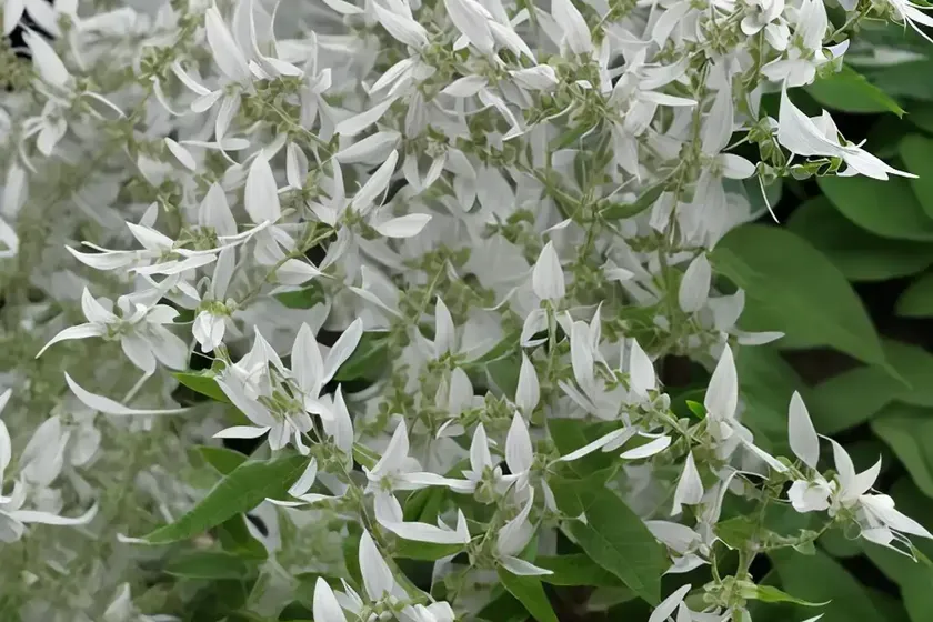 Bush clover (lespedeza thunbergii ‘white fountain’) — photo 3