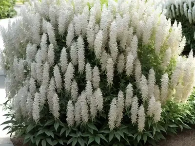 Bush Clover (Lespedeza Thunbergii ‘White Fountain’)