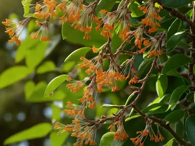 Bush Honeysuckle (Diervilla Lonicera)