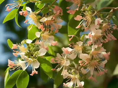 Bush Honeysuckle (Diervilla Sessilifolia)