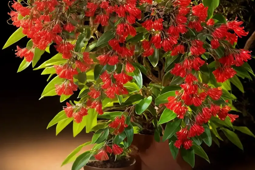 Bush honeysuckle (diervilla splendens ‘el madrigal’ nightglow) — photo 3