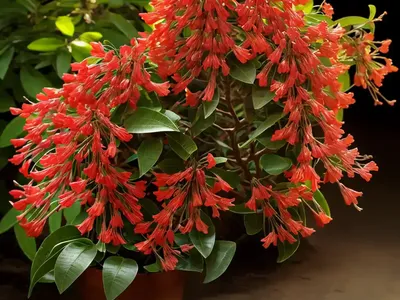 Bush Honeysuckle (Diervilla Splendens ‘El Madrigal’ NIGHTGLOW)