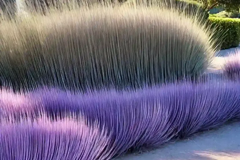 Bush muhly (muhlenbergia porteri) — photo 2