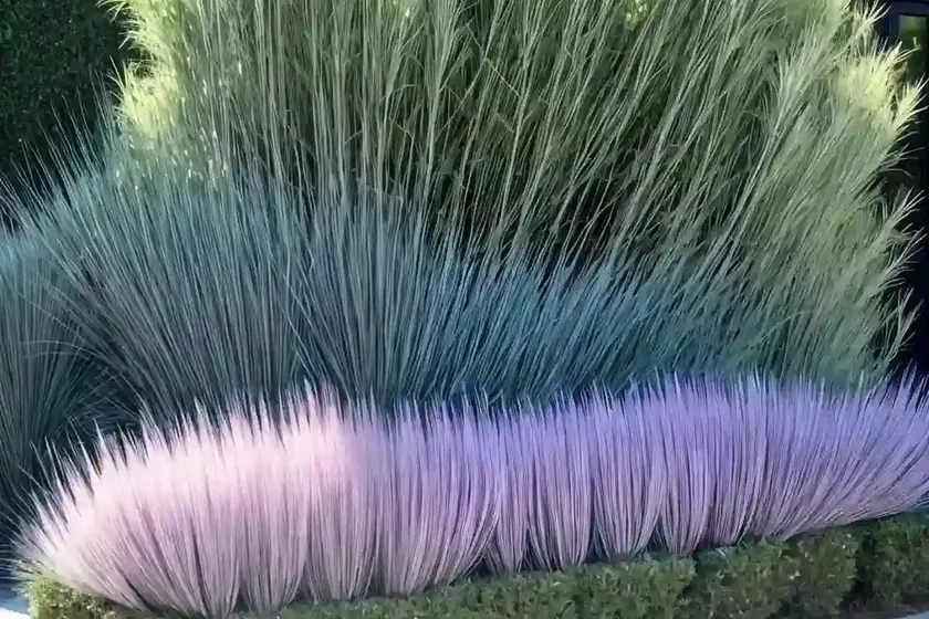 Bush muhly (muhlenbergia porteri) — photo 3