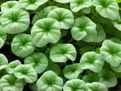 Bushy Lippia (Lippia Alba)