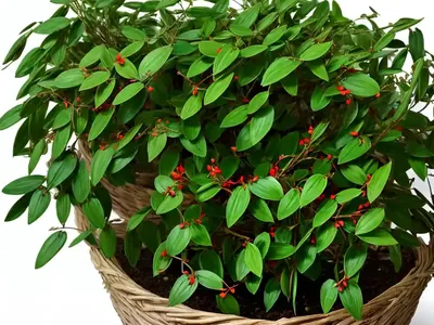 Butcher’s Broom (Ruscus Aculeatus)