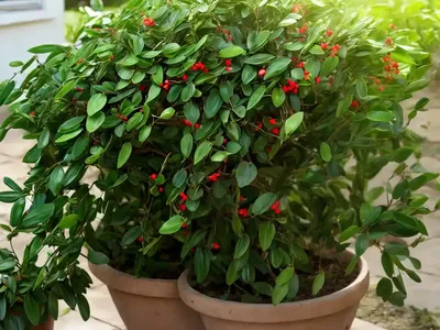 Butcher’s Broom (Ruscus Aculeatus)