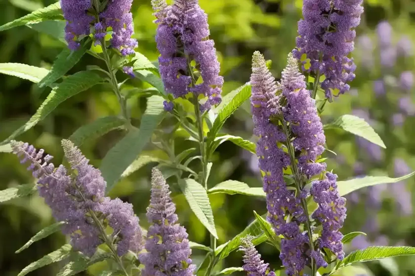 Butterfly Bush (Buddleja ‘Bicolor’) — photo 2