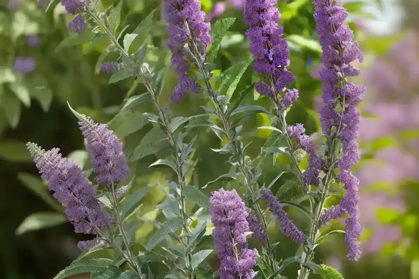 Butterfly Bush (Buddleja ‘Bicolor’) — photo 3