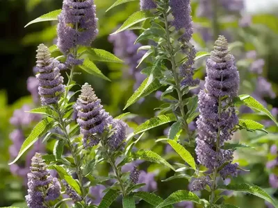 Butterfly Bush (Buddleja ‘Bicolor’)