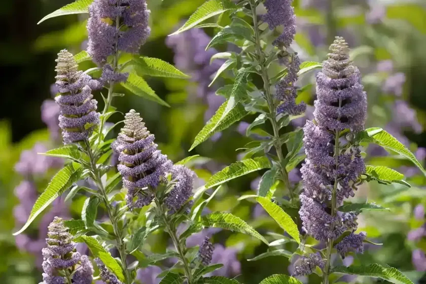 Butterfly Bush (Buddleja ‘Bicolor’)