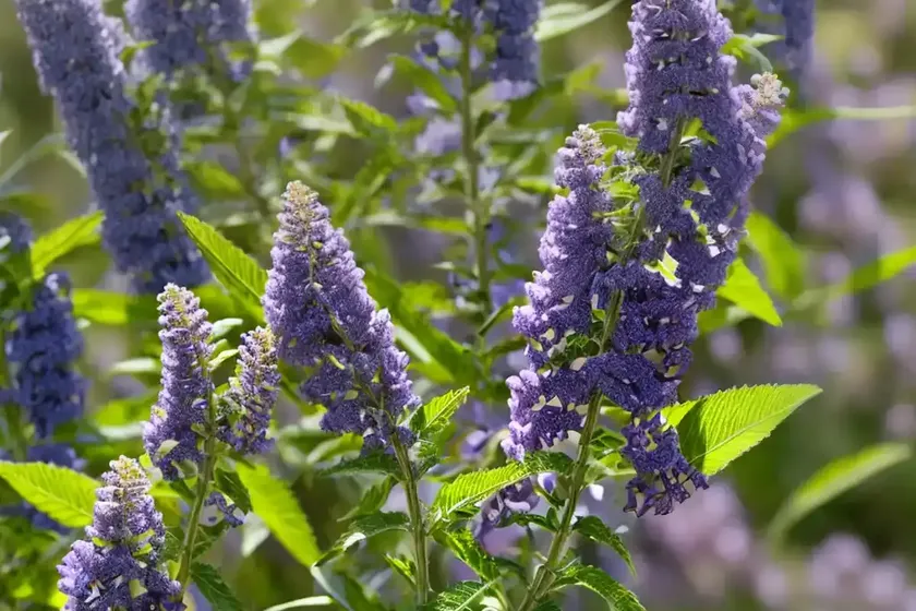 Butterfly Bush (Buddleja Davidii ‘Adokeep’ ADONIS BLUE) — photo 2