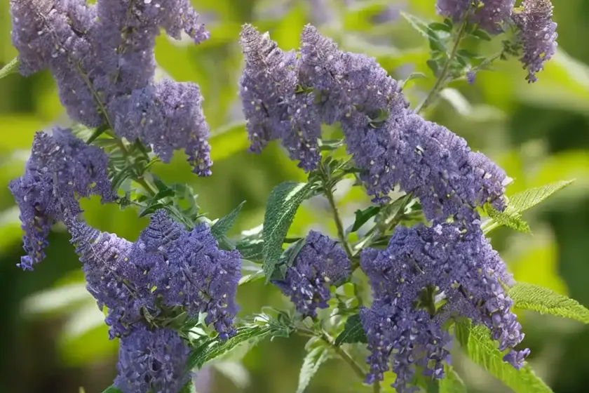 Butterfly Bush (Buddleja Davidii ‘Adokeep’ ADONIS BLUE) — photo 3