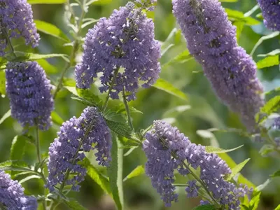 Butterfly Bush (Buddleja Davidii ‘Adokeep’ ADONIS BLUE)