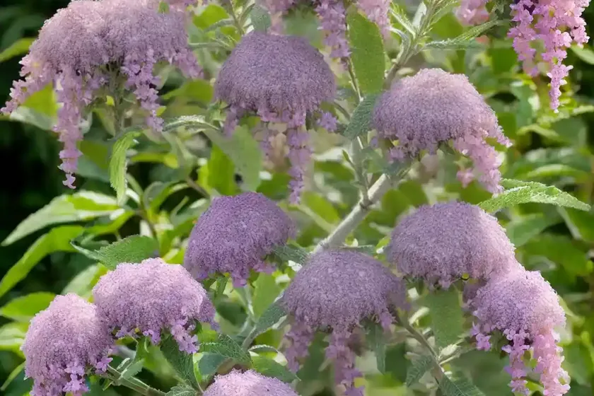 Butterfly bush (buddleja davidii ‘pink delight’) — photo 2
