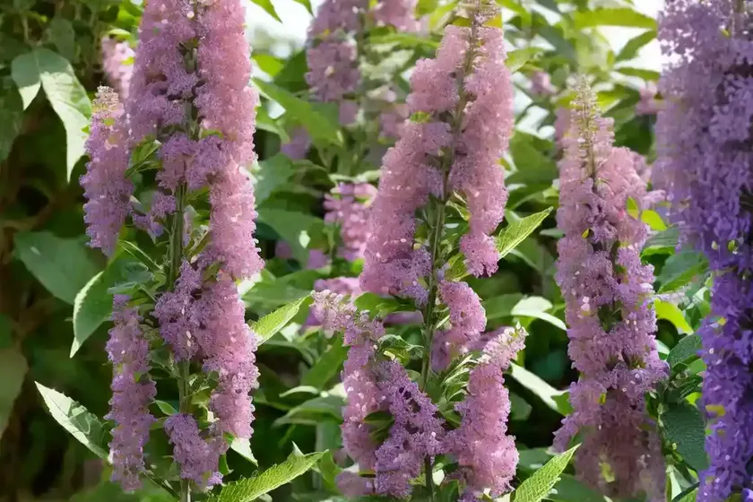 Butterfly bush (buddleja davidii ‘pink delight’) — photo 3