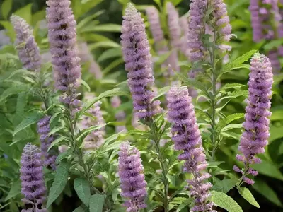 Butterfly Bush (Buddleja Davidii ‘Pink Delight’)