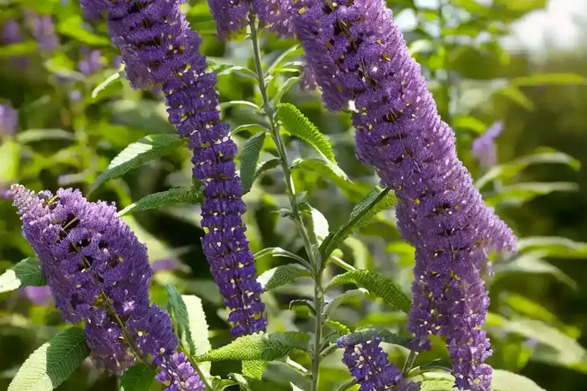 Butterfly bush (buddleja davidii ‘pyrkeep’ purple emperor) — photo 2