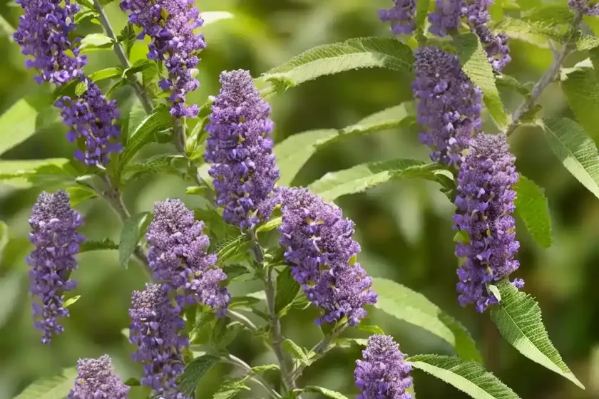 Butterfly bush (buddleja davidii ‘pyrkeep’ purple emperor) — photo 3
