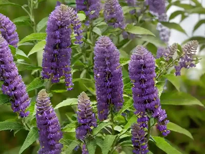 Butterfly Bush (Buddleja Davidii ‘Pyrkeep’ PURPLE EMPEROR)