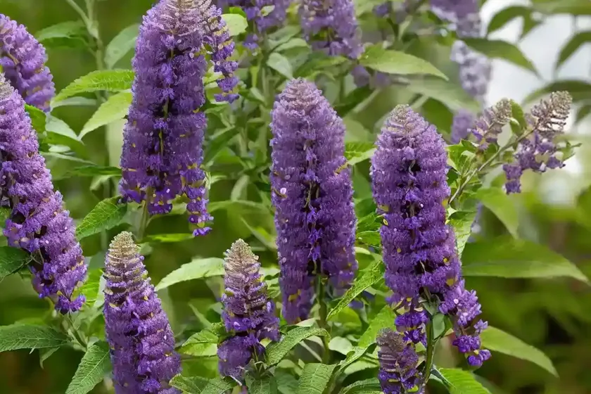 Butterfly bush (buddleja davidii ‘pyrkeep’ purple emperor)