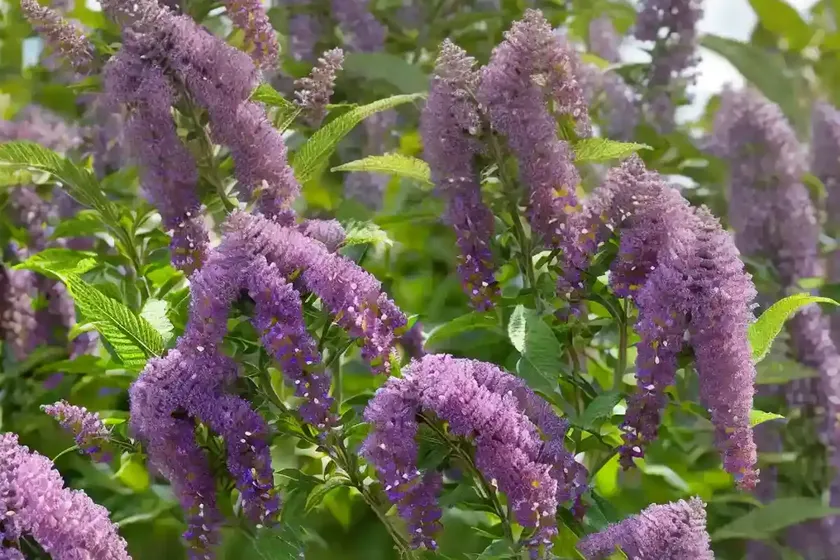 Butterfly bush (buddleja davidii ‘royal red’) — photo 2