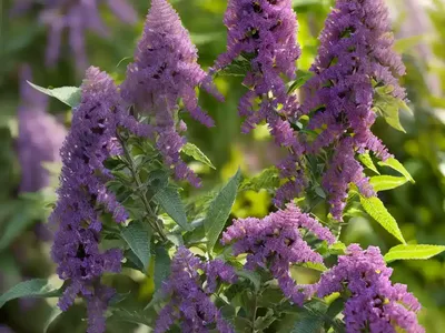 Butterfly Bush (Buddleja Davidii ‘Royal Red’)
