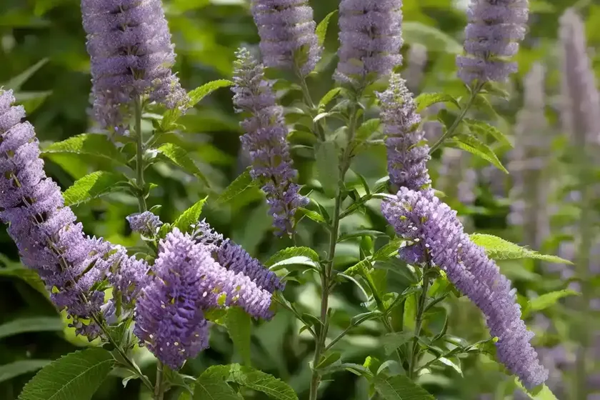 Butterfly bush (buddleja davidii ‘white ball’) — photo 2
